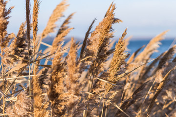 Selective soft focus of beach dry grass, reeds, stalks blowing in the wind at golden sunset light, horizontal, blurred sea on background, copy space/ Nature, summer, grass concept