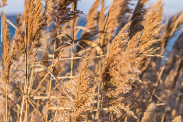 sunset on lake with reeds