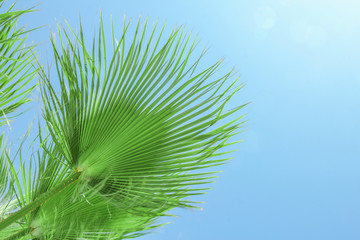 Beautifully stylish palm tree on nature shore of the sea background