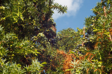Juniper branch with berries on the blue sky background. Juniperus communis. Background. Closeup