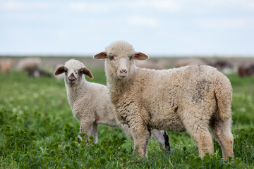 Naklejka na ściany i meble Two sheep at the meadow