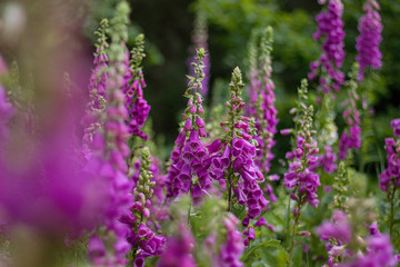 Fototapeta premium digitalis blooming in the woods