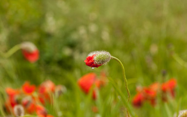 Raindrops on red poppy bud