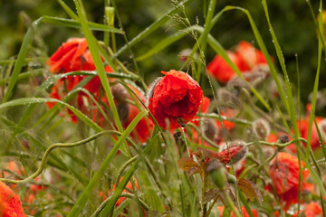 Bees pollinate red poppies after a rain