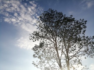 Fototapeta na wymiar Sky & tree
