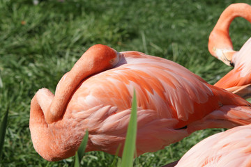 flamingo taking a nap