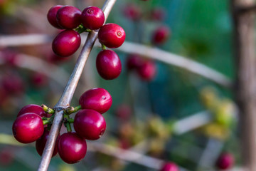 Coffee Fruit