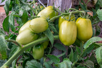green tomatoes growing in the garden