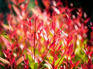 Red Christina Leaves Growing