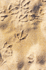 footprint of seagull in sand