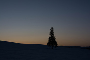 日没の雪原と松の木　美瑛町