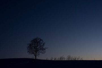 冬の夕暮れの空と大きな木のシルエット