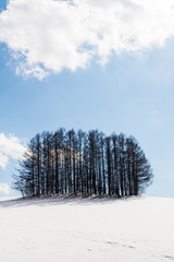 雪の丘の上のカラマツ林と青空　美瑛町

