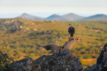 Bonelli's eagle - Aguila Azor Perdicera o Aguila Perdicera (Aquila fasciata), Sierra de San Pedro,...