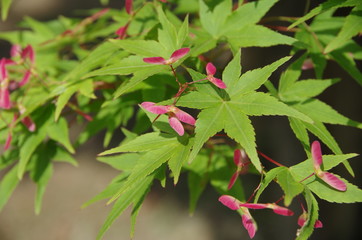 もみじの花