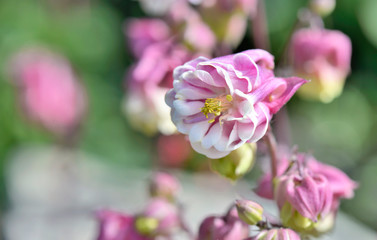 Fototapeta na wymiar close on beautiful pink columbine flower blossoming in a garden