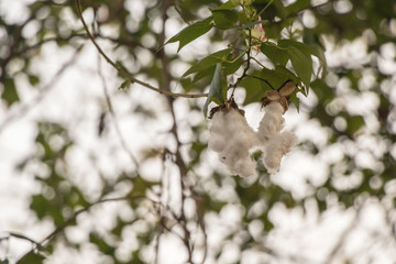 Close up Kapok Or silk white Cotton Tree.Fresh ceiba pods on tree with in blurred background.