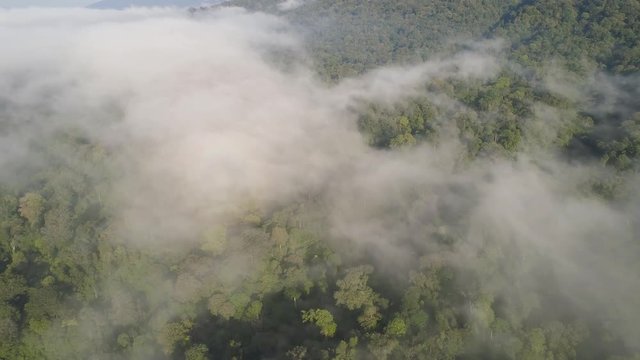 aerial view tropical forest covered clouds with lush vegetation and mountains, java island. tropical landscape, rainforest in mountainous area Indonesia. green, lush vegetation. aerial footage