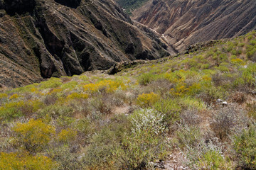 Kanion Colca w Andach peruwiańskich