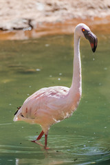 Chilean flamingo (Phoenicopterus chilensis), juvenile specimen in a lake