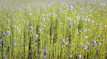 Blue blossoming Common Flax plants from close