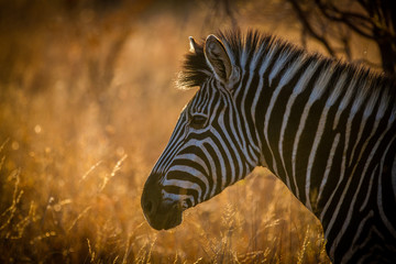 Zebra at dusk