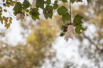 Close up Kapok Or silk white Cotton Tree.Fresh ceiba pods on tree with in blurred background.