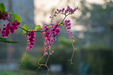 Selective focus close up Mexican creeper flower in the garden.Coral Vine, Chain of Love .