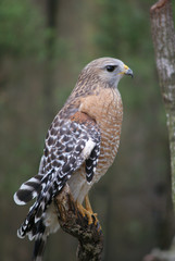 red tail hawk