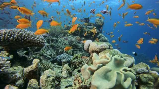 Beautiful Marine Garden. Picture of a wonderful and beautiful underwater colorful fishes scalefin anthias-fish and blue-green chromis with soft and hard corals in the tropical reef of the Red Sea Daha