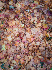Background of colorful autumn leaves on forest floor