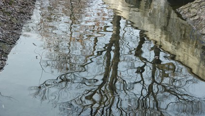 reflection of trees in a pond in a city park