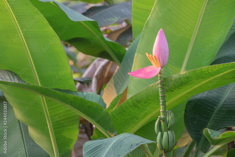 Wall mural Banana blossom in the garden and leaf spot is caused by fungus.  ( Flowering banana or Musa ornata Roxb.)