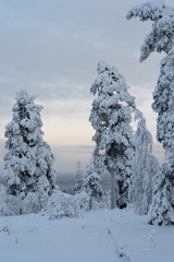 Weight of a snow. Heavily snow-covered trees, darkened day. Landscape from forested hill in Christmas time.