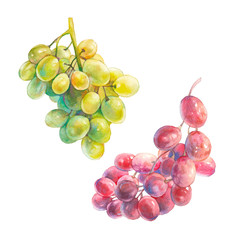 Watercolor green and red grape set. Hand painted vintage illustration. Objects isolated on white background