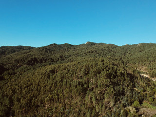 Fototapeta na wymiar Aerial view of a pine forest in a mountain. Sintra Portugal