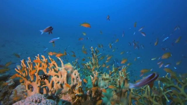ColorfuColorful Fishes and Fire Coral. Picture of colorful scalefin anthias-fish (Pseudanthias squamipinnis) and hard corals fire-coral (Millepora dichotoma) in the tropical reef of the Red Sea Dahab 