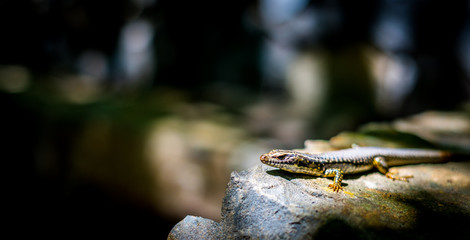 Skink on a rock