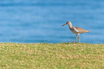 Common Redshank walks across the green grass with the beach and water in the background in Muscat, Oman. 