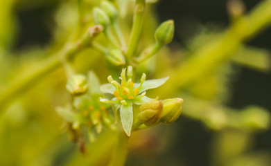 Avocado flower blooming (persea americana)
