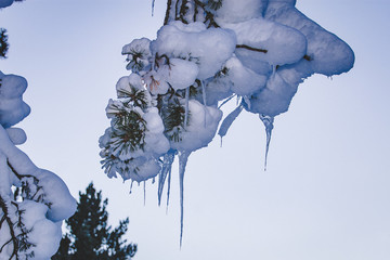 Arbol congelado