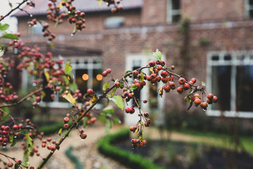 Close up of branch of red crab apple tree with rain drops.