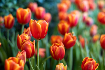 Orange tulip flowers in the garden.Solf focus for background