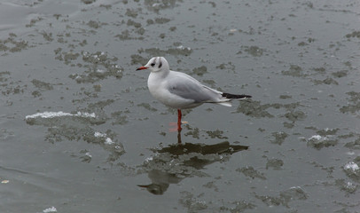White seagull stands on the ice in the winter afternoon
