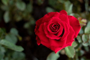 Red rose the symbol of love and valentine