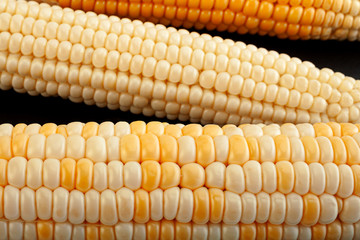 Corn vegatable closeup background