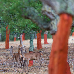 Berrea - Deer rut, Rutting period, CIERVO COMUN - RED DEER (Cervus elaphus), Cork oak forest,...