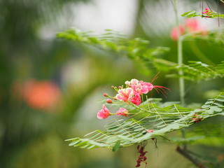 Pink Flower Delonix regia Flam boyant The Flame Tree Royal Poinciana