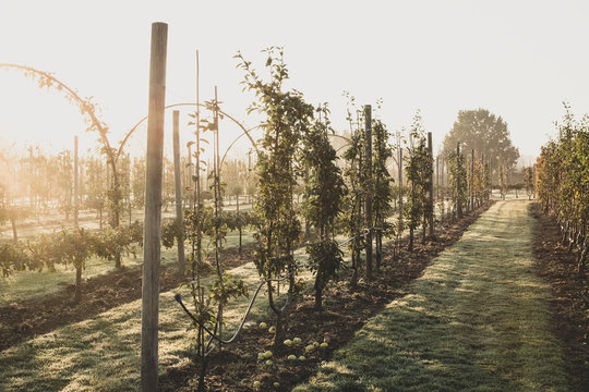 View along apple trees in an orchard in autumn.
