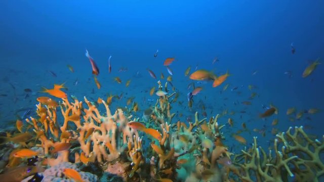 Fire Coral and Orange Fish. Picture of colorful scalefin anthias-fish (Pseudanthias squamipinnis) and hard corals fire-coral (Millepora dichotoma) in the tropical reef of the Red Sea Dahab Egypt.